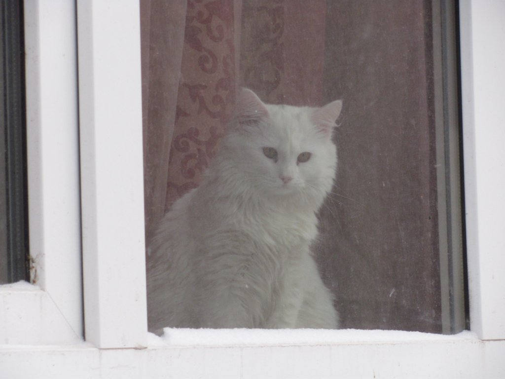 Below the window