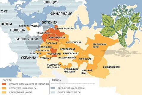 Карта борщевика сосновского