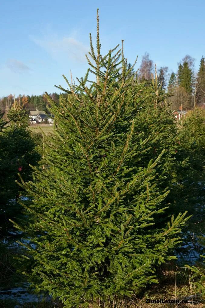 русская ель живая. елка без игрушек. русский елочка. русская ель. ель искусственная барбара 210 см.