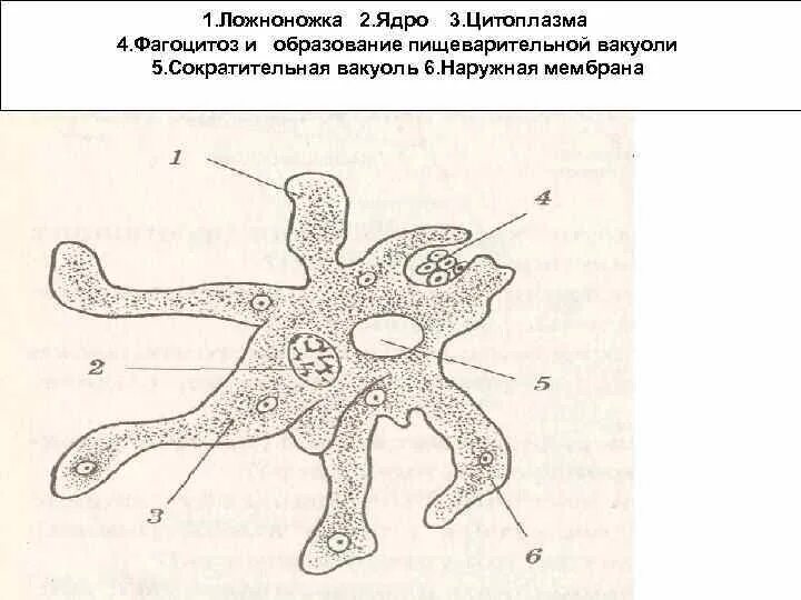 Псевдоподии функции. Ложноножка. ложноножки псевдоподии. ложноножки рисунок. псевдоподии рисунок.
