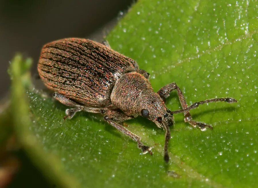 Жучки в снегу. Жучки в снегу. Жучки в снегу. Черные насекомые на снегу. Ногохвостки снежные блохи.