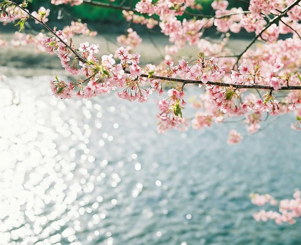 Сакура вода. Ветка цветущей Сакуры. Сакура цветет. Цветущая вишня. Сакура пейзаж.
