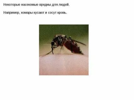 Штаны чтобы не кусали комары