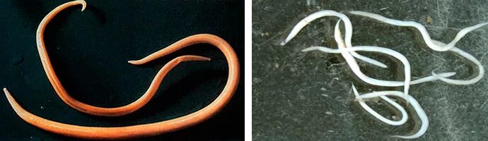 В какой среде обитает червь паразит. Гельминты паразитические черви. Кошачьи глисты анкилостома. Токсокароз и дипилидиоз.