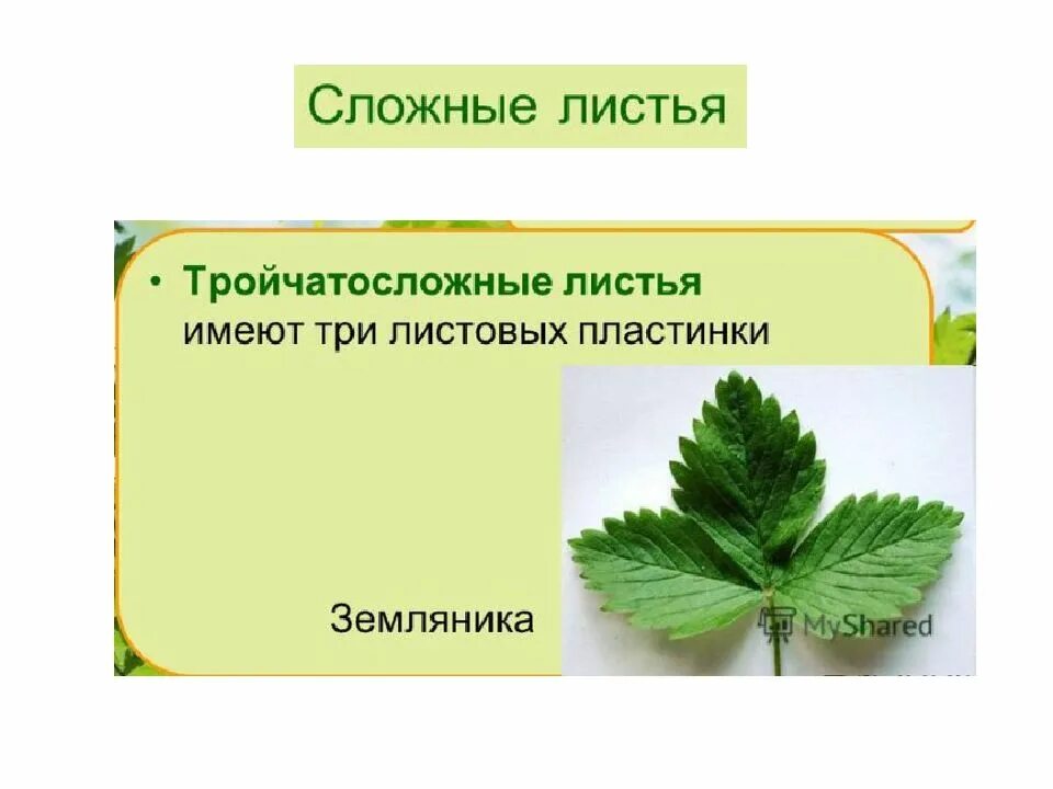 Презентация на тему лист. Тема листья. Внешнее строение листа. Сложные листья имеют.