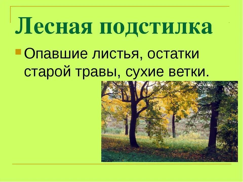 Жизнь леса 4 класс пересказ. Жизнь леса презентация. презентация на тему лес. тема урока жизнь леса. природное сообщество лес презентация.