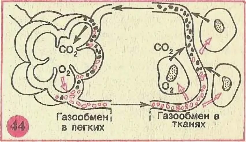 Круги газообмена в легких. Газообмен в легких и тканях рисунок. Схема газообмена в легких и тканях. Схема газообмена в легких. Газообмен в легких рисунок.