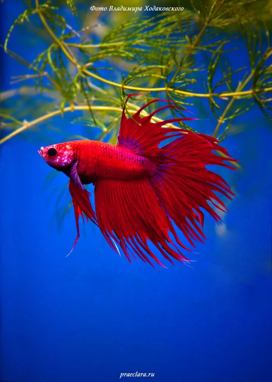 Петрушки рыбы в аквариуме. Рыбка петрушка. Рыбка петушок супер дельта. Петушок самка аквариумные рыбки. Петушок сиамский супердельта.