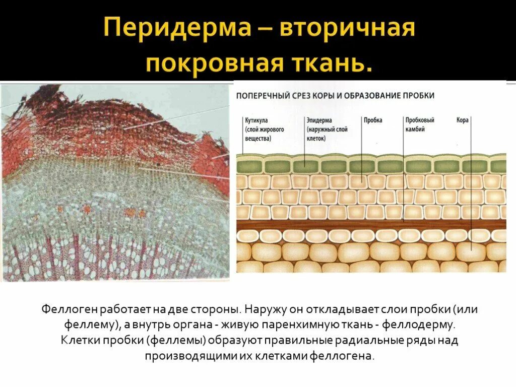 Покровная ткань часть впр. Феллема феллоген феллодерма. Покровные ткани перидерма (пробка). Вторичная покровная ткань перидерма. Вторичная покровная ткань пробка феллема.