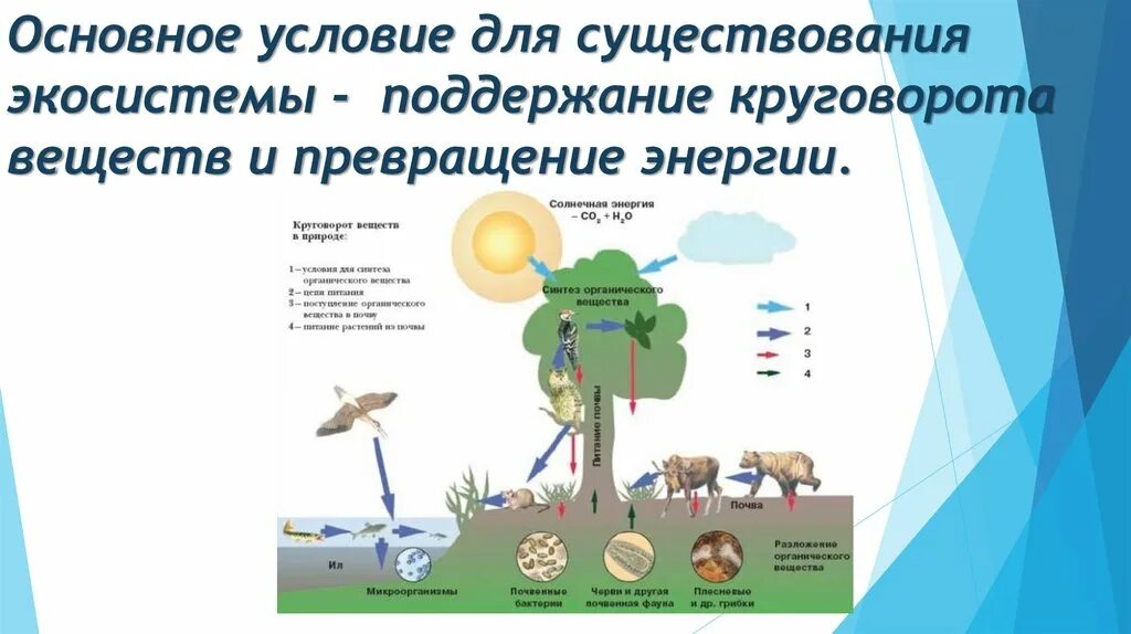 Условия существования экосистемы. Основное условие существования биогеоценоза. Главное условие существования биогеоценоза. Главное условие существования экосистемы.