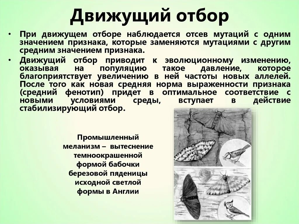 Примеры разных форм отбора в природе Тест естественный отбор ответы Telegraph