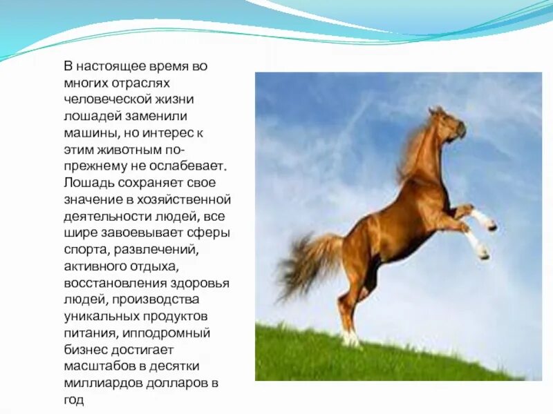 Год жизни лошади. Продолжительность жизни лошади. Сколько лет живёт ьошадь. Лошади весовая таблица по возрастам. Сколько живут лошади в среднем.
