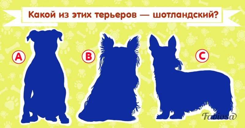 Тест про собак. Угадай породу собаки по силуэту. Тест по собакам. Тест на знание пород собак.