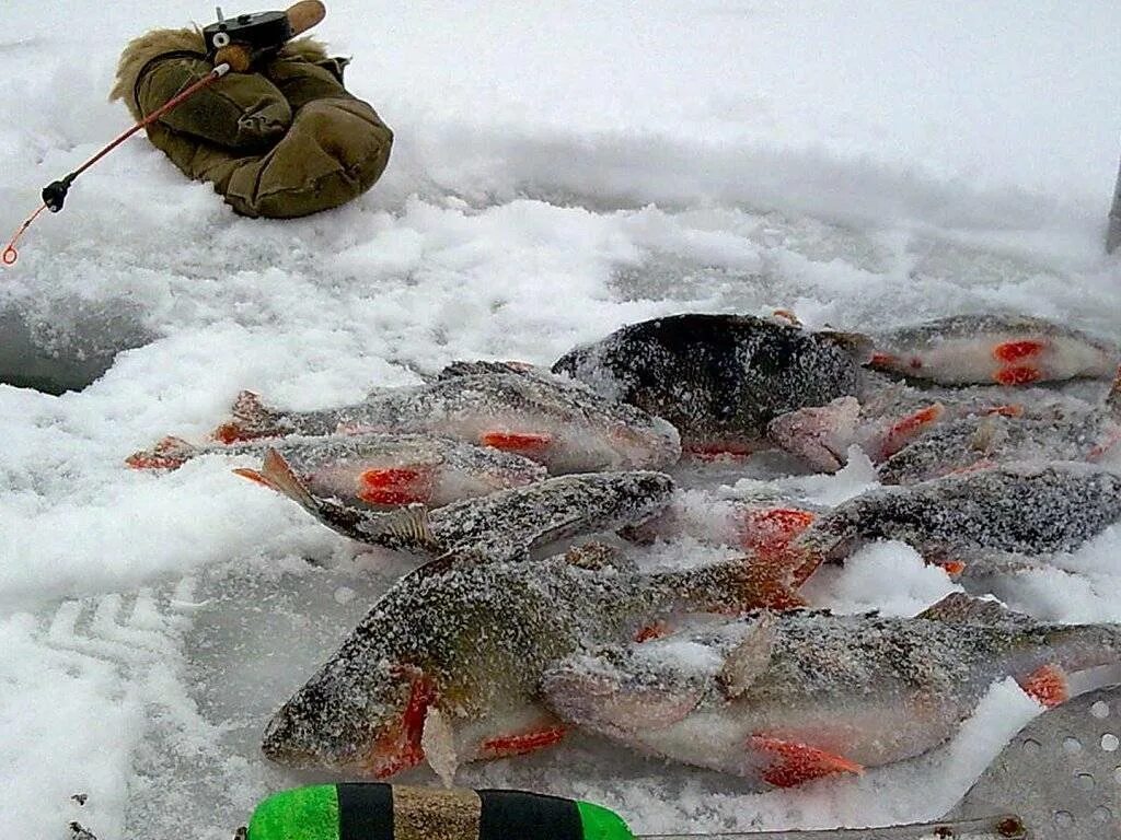 Ловля со льда видео. Зимняя рыбалка. Рыбаки на льду. Зимняя рыбалка на льду. Рыбак зимой.