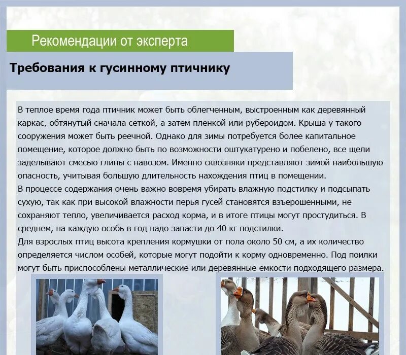 Содержание гусей для начинающих. Правила содержания гусей. гуси температура содержания. помещение для содержания гусей. как содержать гусей.