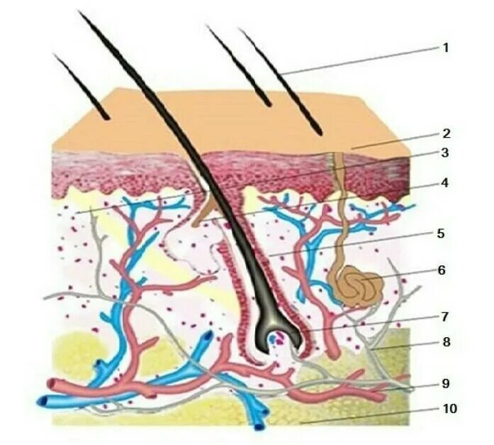 Эпидермис дерма волосяная луковица. Кожа человека. Структура кожи. Строение структуры кожи.