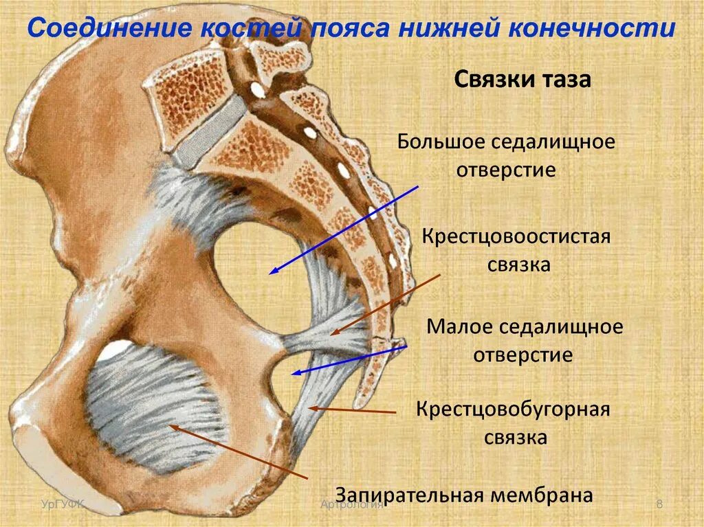 Соединение костей пояса нижних конечностей. Запирательная мембрана связки. Запирательная мембрана анатомия. Кости таза. Соединения костей тазового пояса..