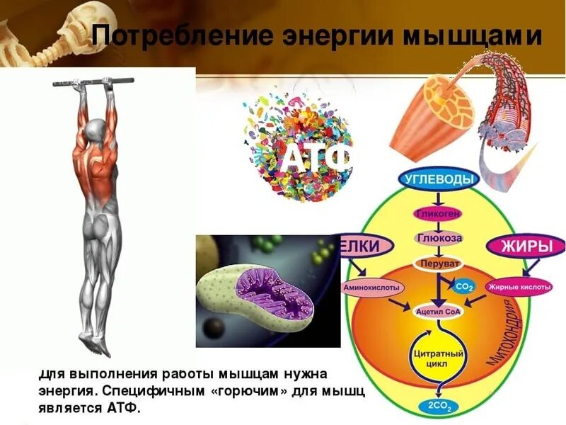 Энергия мышц. Источник энергии в мышцах. Источники энергии для мышечной работы. Источник энергии для организма.