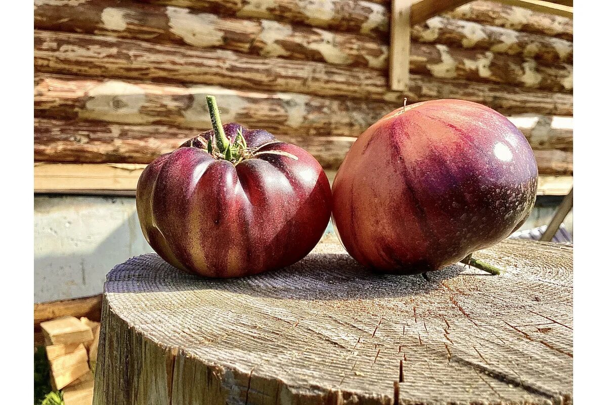 Яблоко помидор купить. Томат пурпурное яблоко Софии. Пурпурные яблоки. Крымское яблочко томаты. Черное яблоко томат.