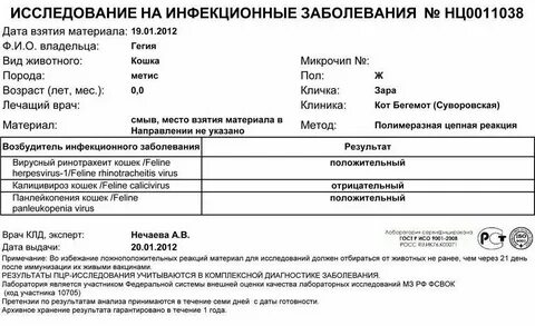 Пцр тест результат как узнать