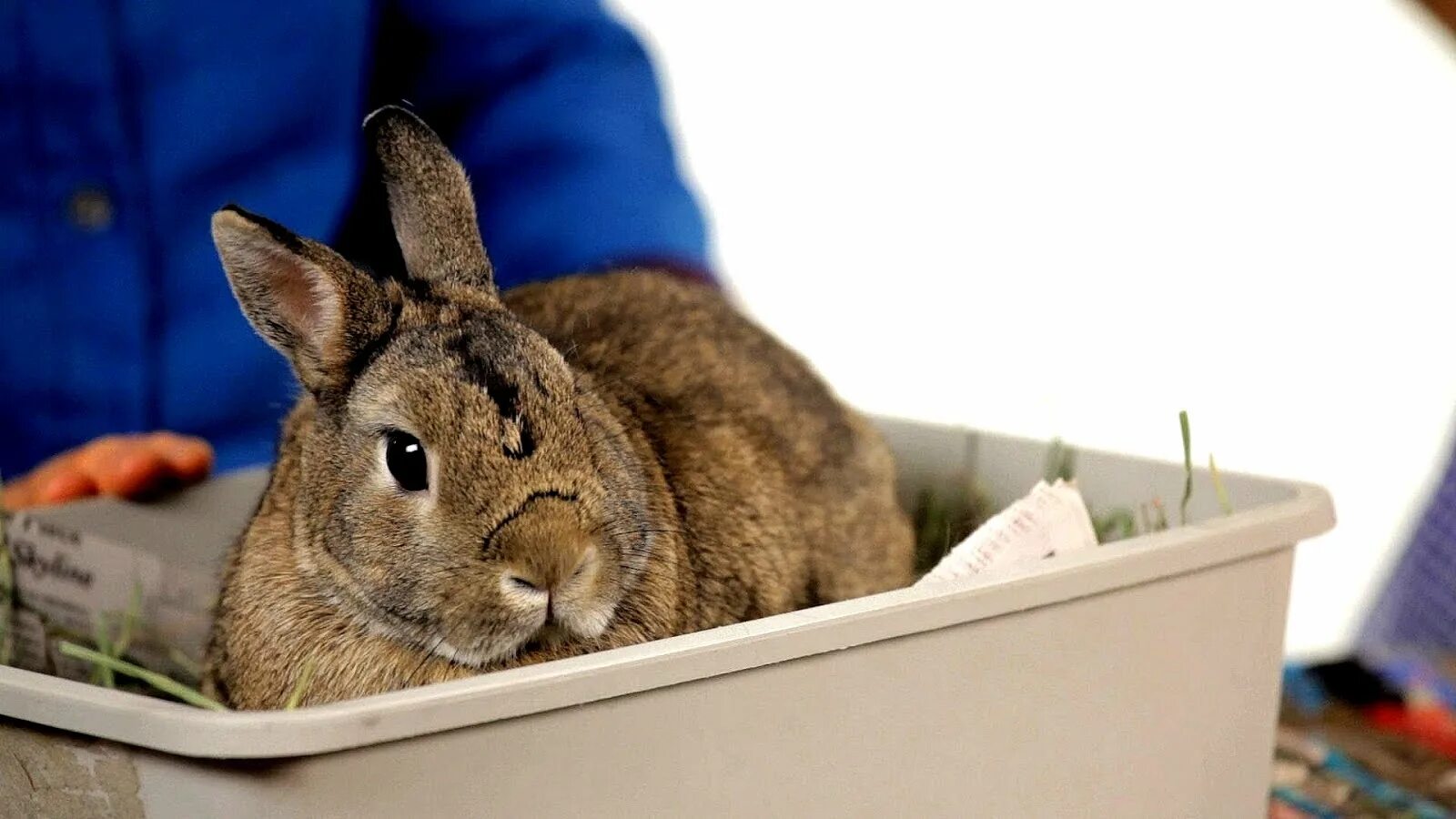 I a pet rabbit. Кролик Бонзо. Айдахский кролик. Кролик и хлеб. Крольчонок Бонзо.