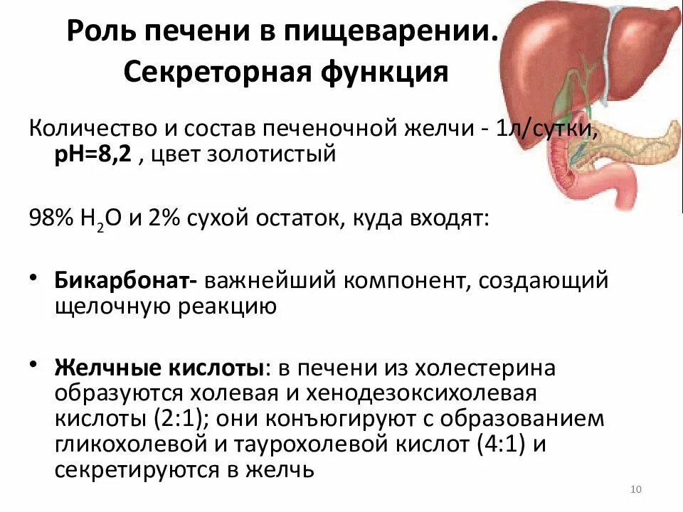 Функции печени и роль печени в пищеварении.. Функции печени и роль желчи в процессе пищеварения. Роль печени в пищеварении функции желчи. Роль печени в пищеварении физиология.