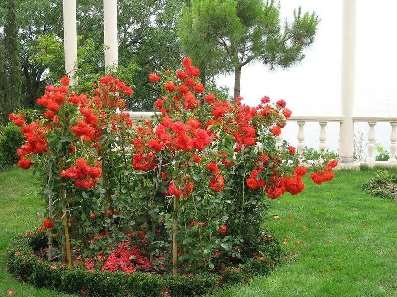 Саженцы высоких роз. Дерево crape myrtle. Саженцы высоких роз. Розаштамповая. Индийская сирень лагерстремия.