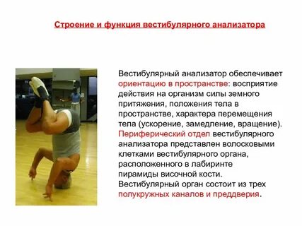 Воспринимают положение тела в пространстве