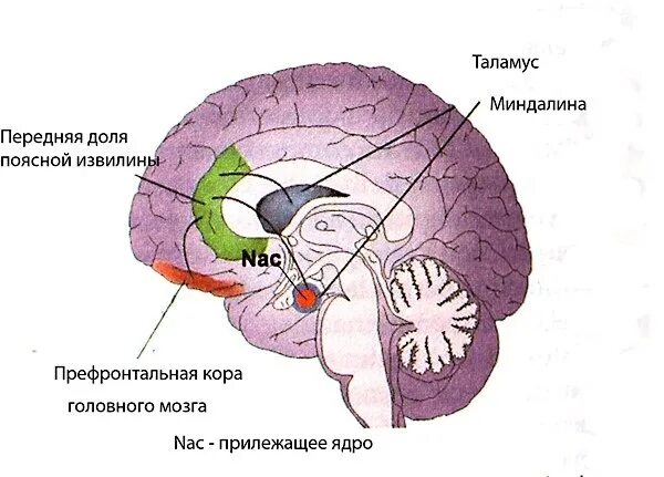 Зона удовольствия. Центры удовольствия в мозге. Зона удовольствия в мозге. Центр удовольствия в головном мозге человека. Центры наслаждения в мозге.