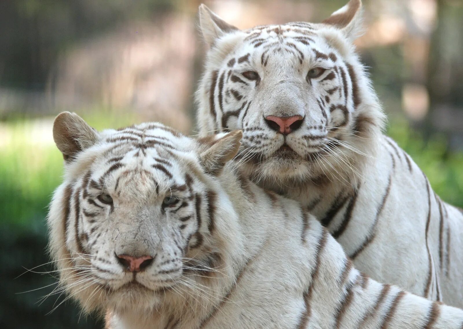 Белый тигр. Парочка белых тигров. Семья белых тигров. Белые тигры пара. Велотигр