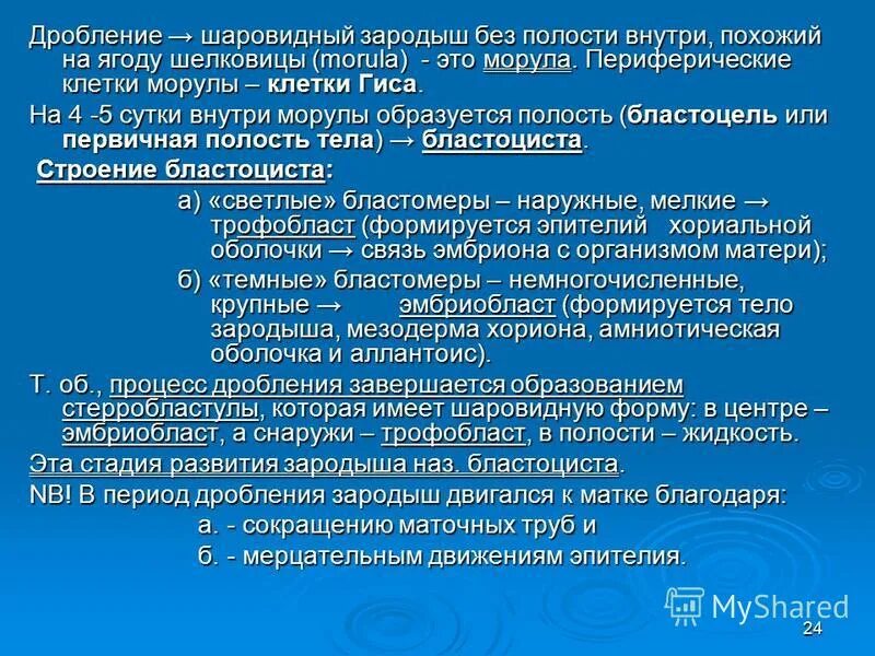 Период дробления завершается образованием. Период дробления завершается образованием. Бластула однослойный зародыш. Бластула млекопитающих. Дробление и образование бластулы.