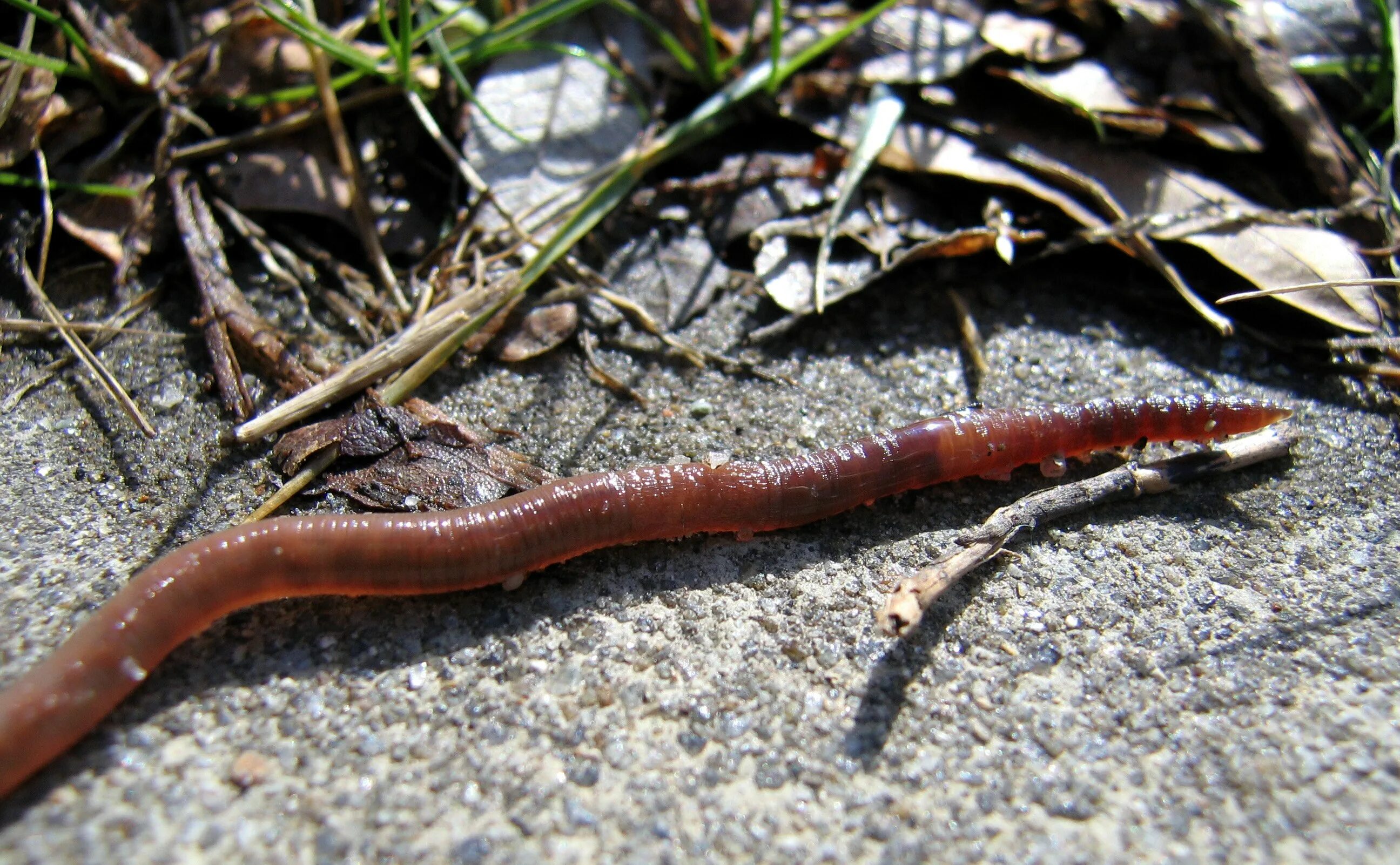 Древний кольчатый червь. Червь Земляной (Lumbricus terrestris). Lumbricus terrestris обыкновенный дождевой червь.