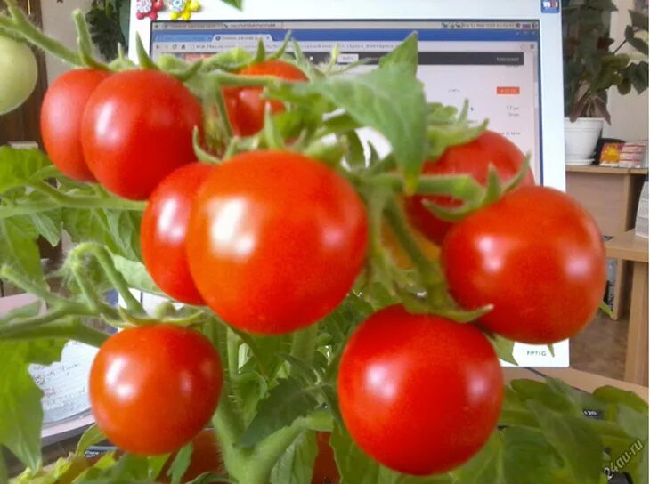 Семена томатов для балкона. Томат балконный красный f1. Низкорослые томаты черри для балкона. Балконная звезда томат. Томат красная звезда.