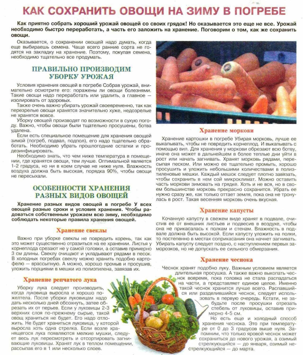 Как сохранить морковку на зиму