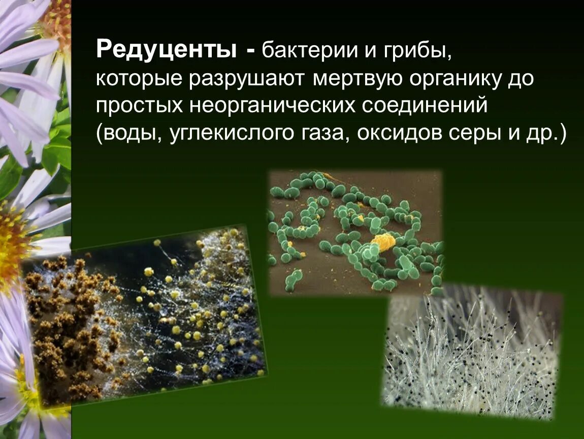 Микроорганизмы редуценты. Бактерии редуценты. Роль грибов и бактерий. Роль бактерий и грибов в экосистеме.