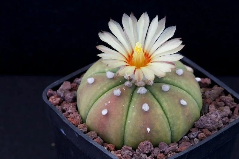 Astrophytum asterias. Asterias nudum. астрофитум asterias. astrophytum asterias nudum.