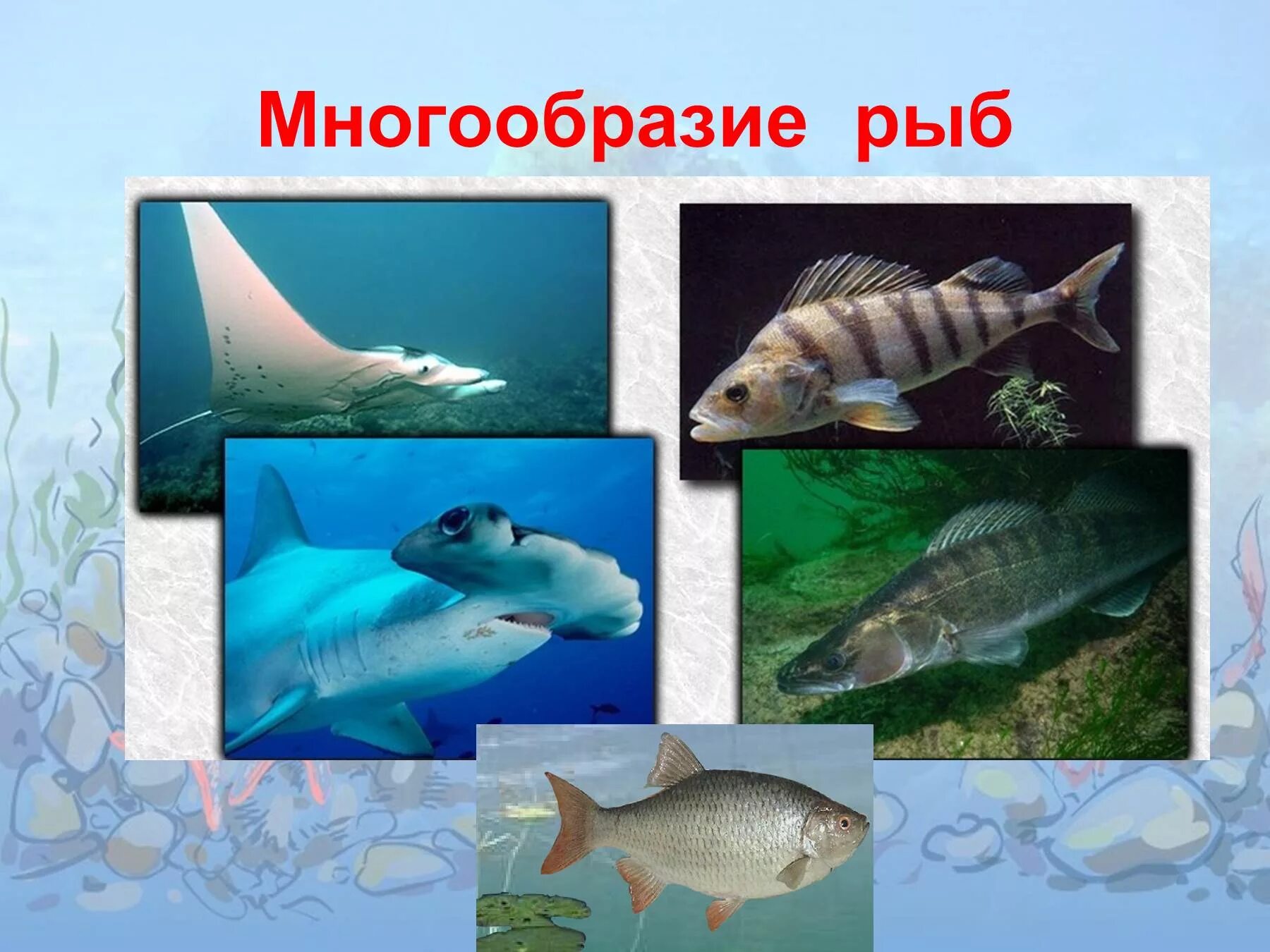Многообразие рыб. Класс рыбы многообразие. Позвоночные животные рыбы. Разнообразие рыб 7 класс биология.