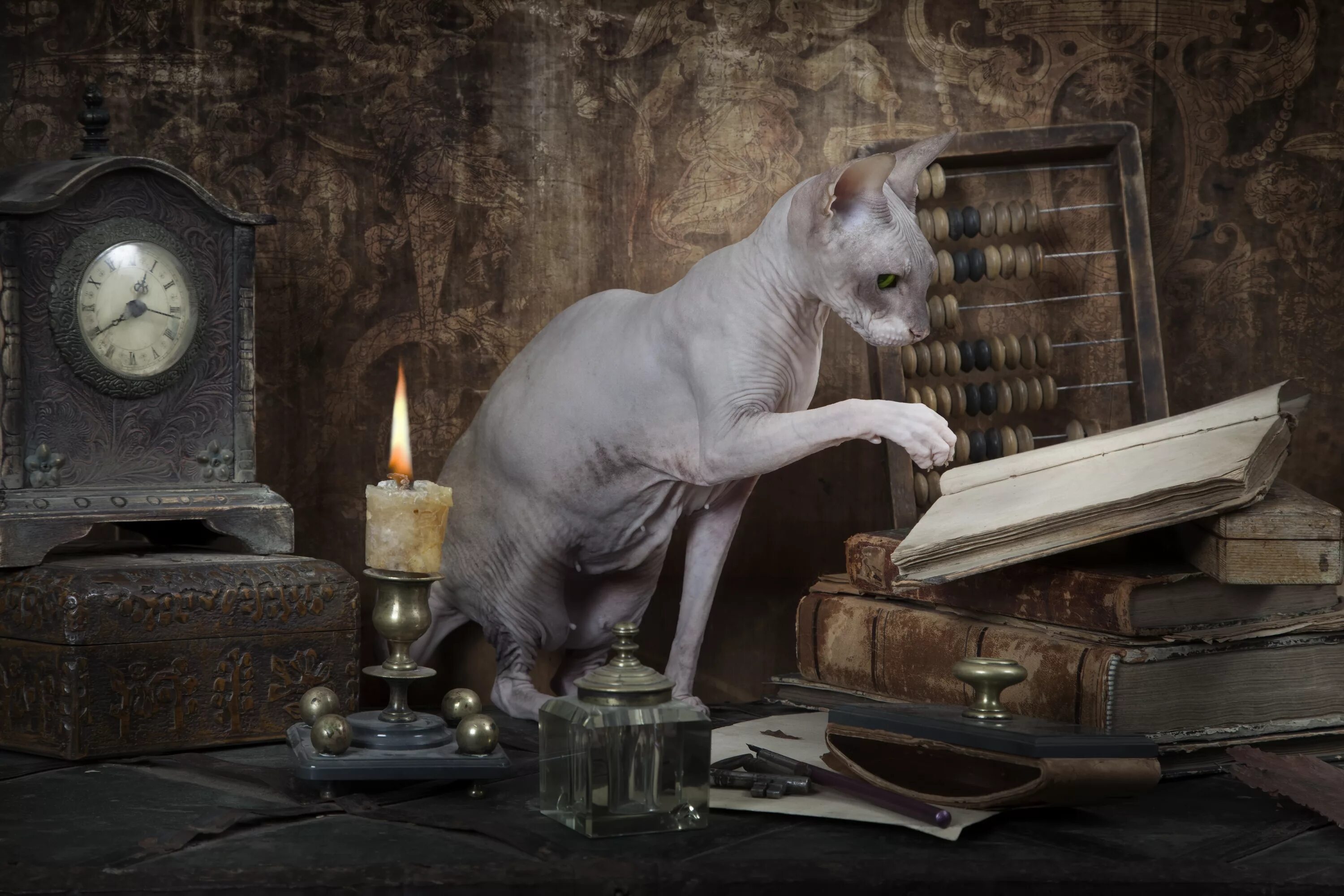 Сфинкс читать. Кошка-писательница. натюрморт со сфинксом. сфинкс с книгой. натюрморт с котом сфинкс.