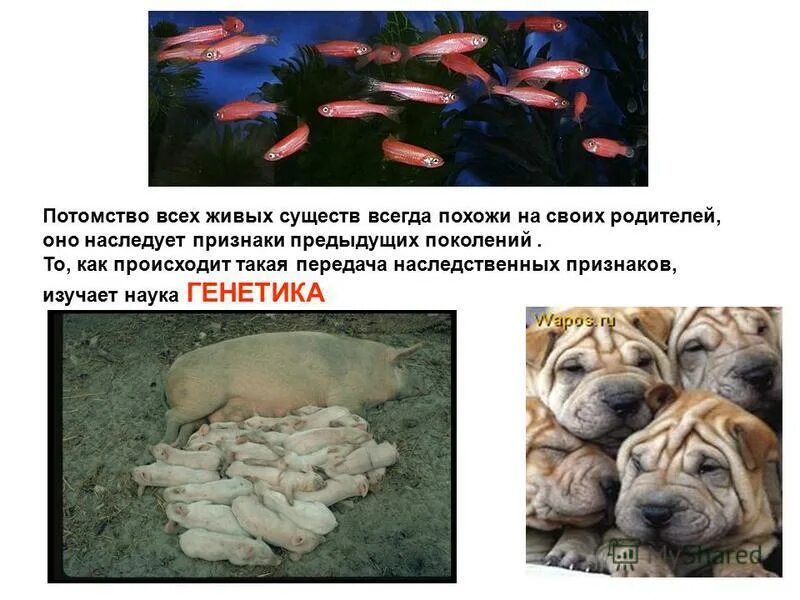 спасибо маме и папе.