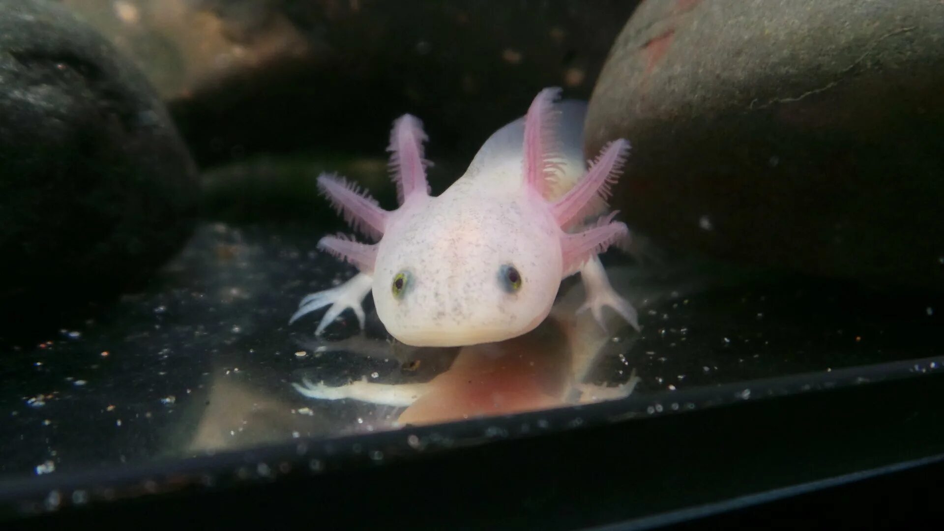 аксолотль фиолетовый