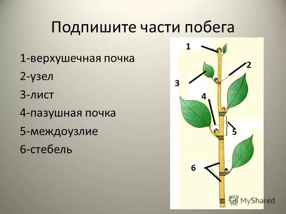 Стебель состоит из ответ