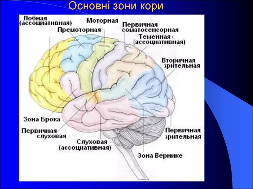 Основные центры мозга. Сенсорная область коры головного мозга. Сенсорные моторные и ассоциативные зоны коры больших полушарий. Сенсорные зоны коры мозга. Сенсорные зоны коры больших полушарий головного мозга.