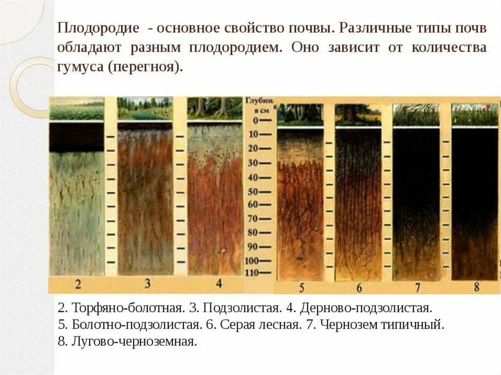 Повышение плодородие почвы называется. Изобразите схематично почвенный профиль дерново-подзолистой почвы. Чернозём каштановые и подзолистые почвы. Подзолистый Тип почвы. Дерново-подзолистые почвы.