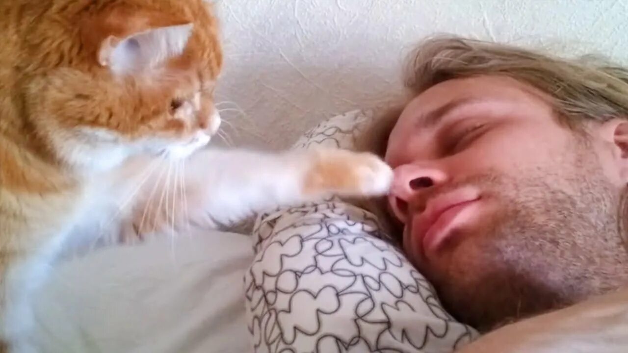 Wake up felix. Кот будит хозяина. Кот утром будит хозяина. Кот будит хозяйку. Коты которые будят.