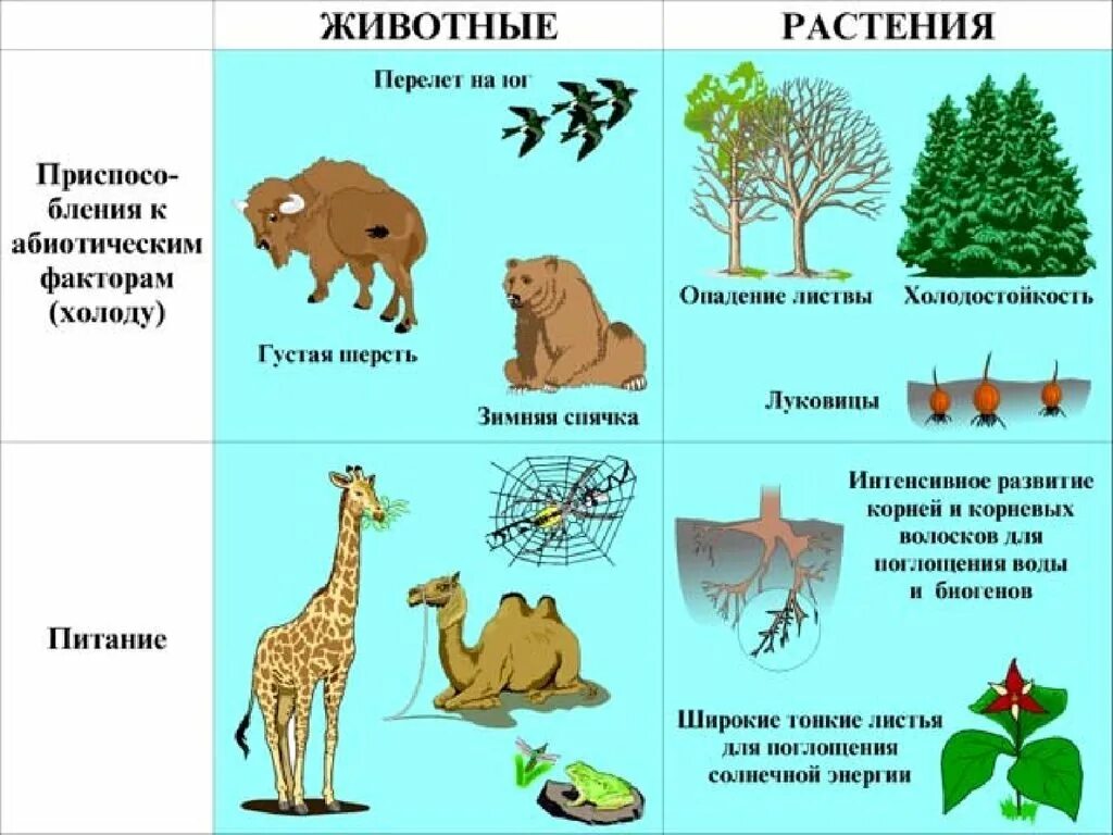 Приспособления организмов к влиянию экологических факторов. Экологические факторы. Влияние экологических факторов на животных. Экологические факторы животных примеры. Факторы экологические и растения и животные.