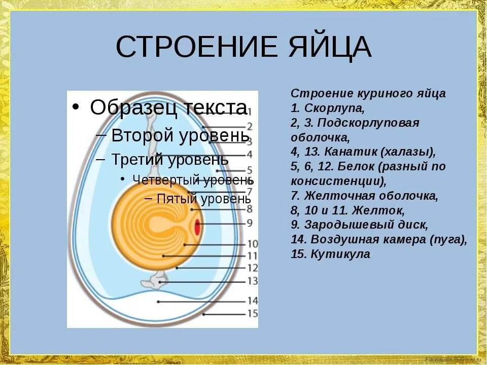 Строение яйца и функции. Строение яйца курицы. Строение куриного яйца с оболочками. Структура куриного яйца. Строение желтка куриного яйца.