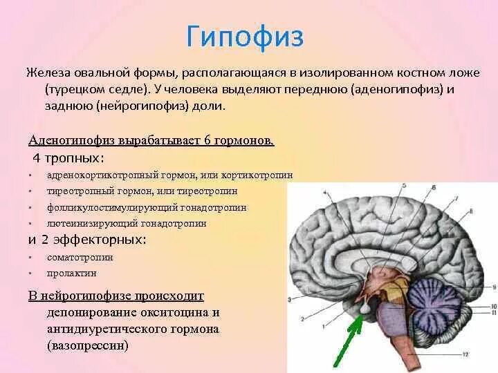 Выполняемые функции гипофиза. Топография гипофиза доли аденогипофиз нейрогипофиз. Гипофиз это железа. Строение гипофиза человека. Расположение гипофиза в головном мозге.