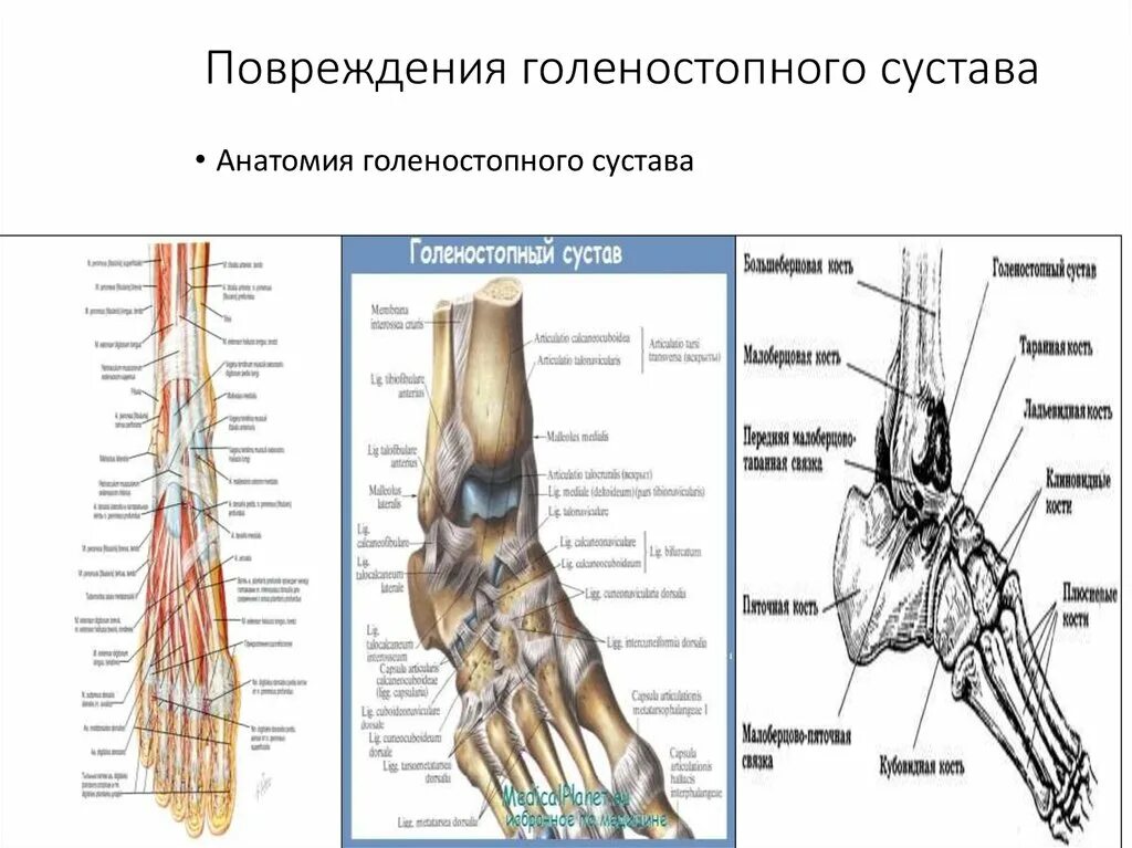 Нервы голеностопа