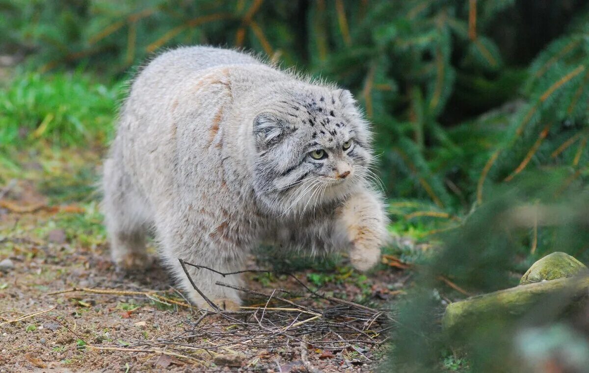 Плотность шерсти манула. Кот Манул. Сибирский Манул. Горный кот Манул. Манул палласов.