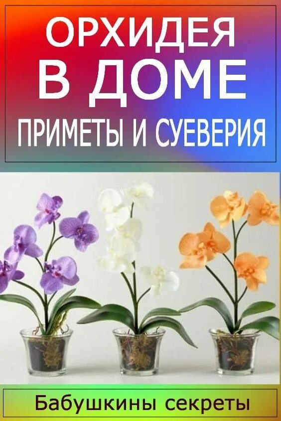 Орхидея приметы. Приметы про цветы комнатные. комнатные цветы приметы и суеверия. цветок орхидея приметы и суеверия.